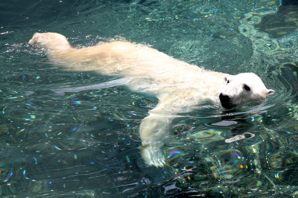한국에서 마지막 여름 맞는 통키