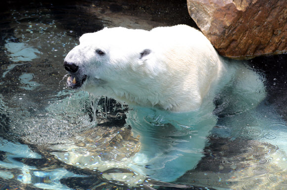 한국에서 보내는 마지막 여름