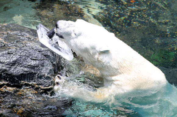 잊지 못할 얼음꽁치의 맛