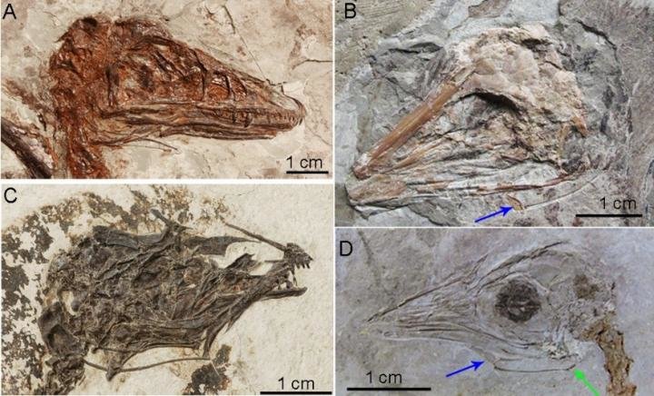 중국과 미국 연구진이 공룡들의 혀는 도마뱀이 아닌 악어처럼 짧고 입안에 붙어있는 형태여서 영화에서처럼 낼름거리거나 자유롭게 움직이지 못했을 것이라는 연구결과를 발표했다. 중국 국립과학원 제공