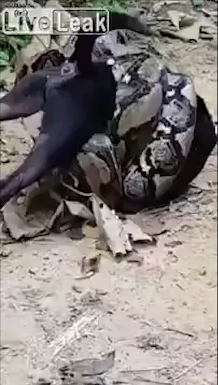 비단뱀에게 먹잇감으로 희생될 뻔하다 주민들의 도움으로 구조된 개 모습(유튜브 영상 캡처)