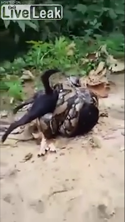 비단뱀에게 먹잇감으로 희생될 뻔하다 주민들의 도움으로 구조된 개 모습(유튜브 영상 캡처)