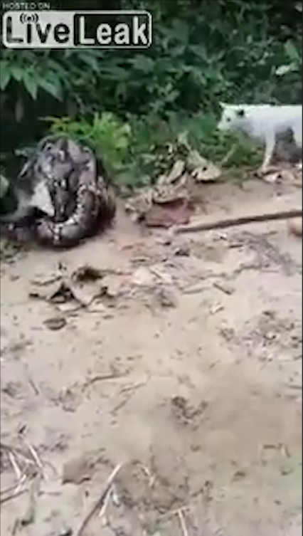 비단뱀에게 먹잇감으로 희생될 뻔하다 주민들의 도움으로 구조된 개 모습(유튜브 영상 캡처)