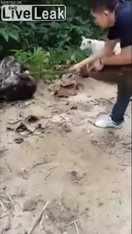 비단뱀에게 먹잇감으로 희생될 뻔하다 주민들의 도움으로 구조된 개 모습(유튜브 영상 캡처)