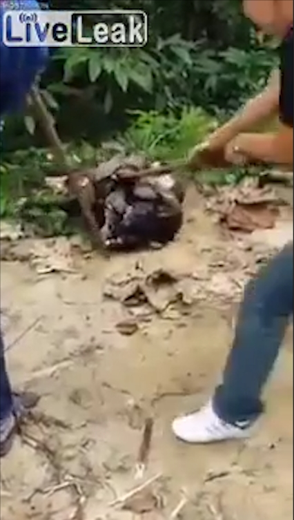 비단뱀에게 먹잇감으로 희생될 뻔하다 주민들의 도움으로 구조된 개 모습(유튜브 영상 캡처)