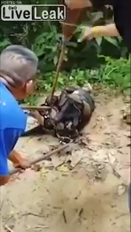 비단뱀에게 먹잇감으로 희생될 뻔하다 주민들의 도움으로 구조된 개 모습(유튜브 영상 캡처)