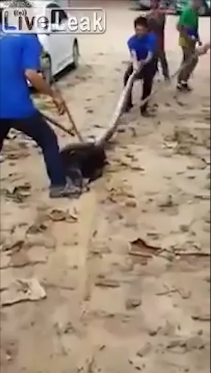 비단뱀에게 먹잇감으로 희생될 뻔하다 주민들의 도움으로 구조된 개 모습(유튜브 영상 캡처)