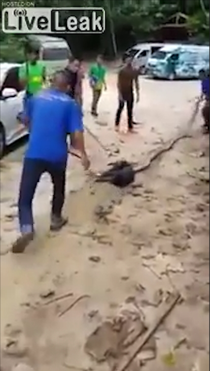 비단뱀에게 먹잇감으로 희생될 뻔하다 주민들의 도움으로 구조된 개 모습(유튜브 영상 캡처)