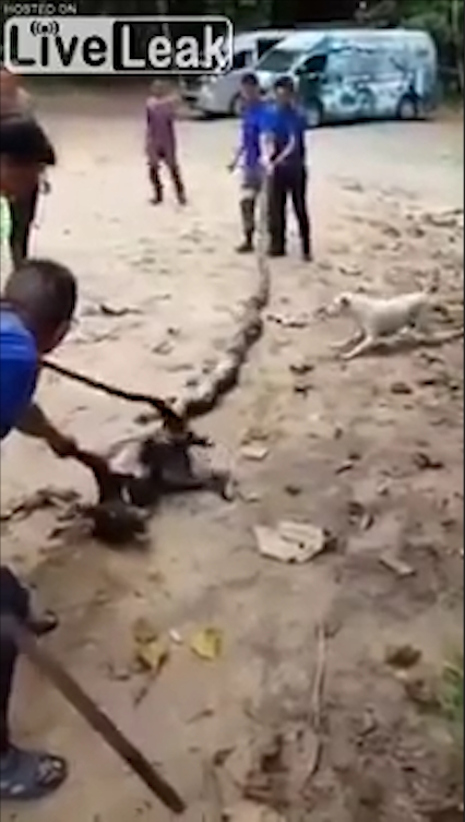 비단뱀에게 먹잇감으로 희생될 뻔하다 주민들의 도움으로 구조된 개 모습(유튜브 영상 캡처)