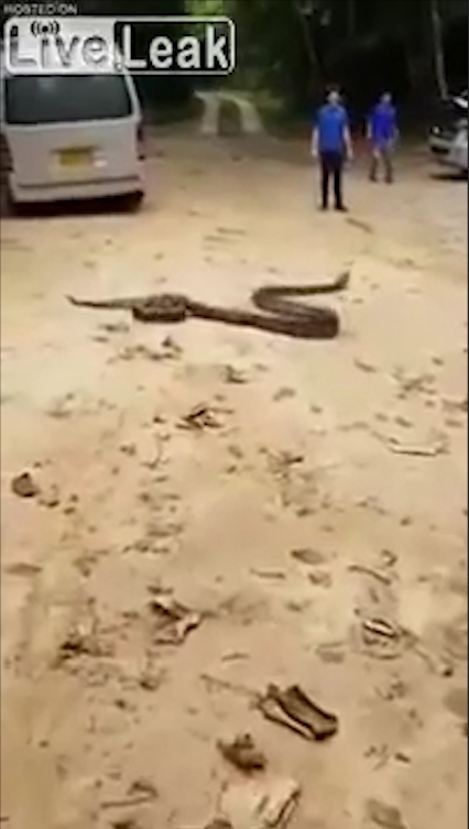 비단뱀에게 먹잇감으로 희생될 뻔하다 주민들의 도움으로 구조된 개 모습(유튜브 영상 캡처)