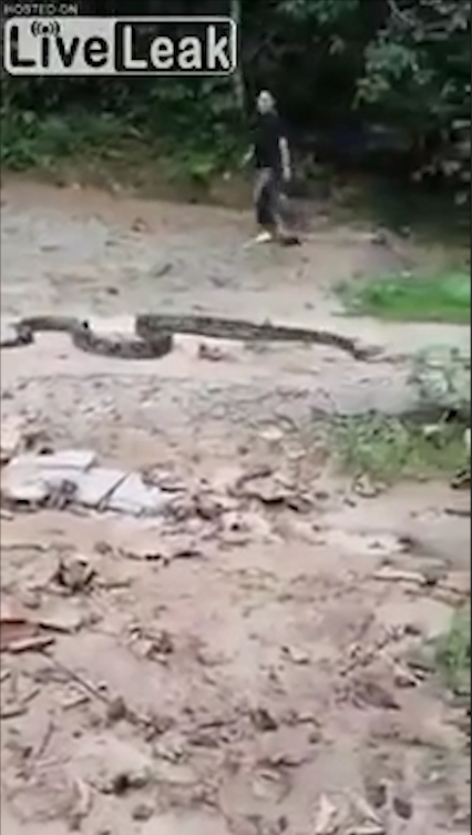 비단뱀에게 먹잇감으로 희생될 뻔하다 주민들의 도움으로 구조된 개 모습(유튜브 영상 캡처)