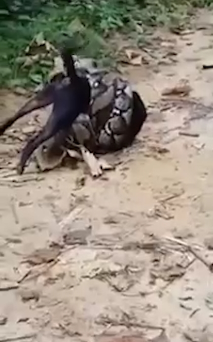 비단뱀에게 먹잇감으로 희생될 뻔하다 주민들의 도움으로 구조된 개 모습(유튜브 영상 캡처)