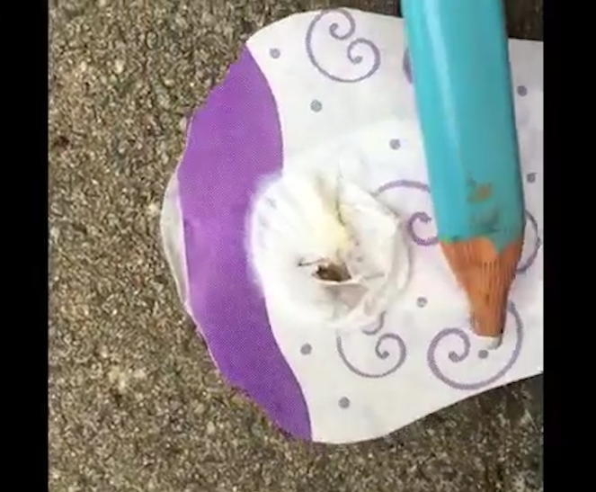 생리대 속 살아있는 거미의 끔찍한 모습(유튜브 영상 캡처)