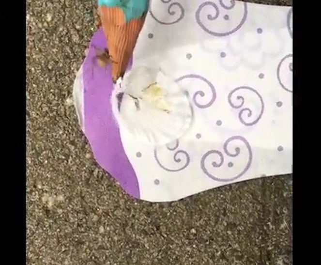 생리대 속 살아있는 거미의 끔찍한 모습(유튜브 영상 캡처)