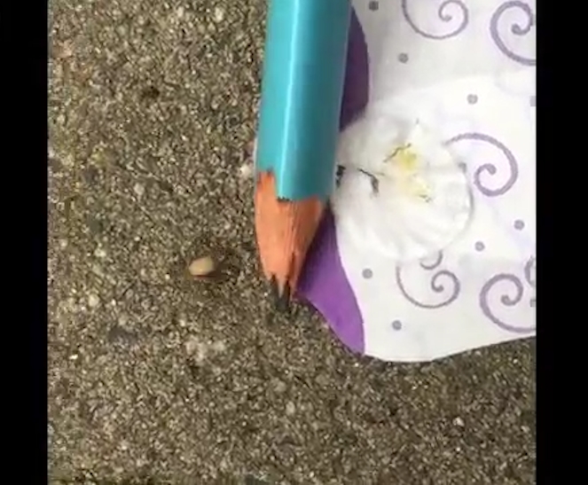 생리대 속 살아있는 거미의 끔찍한 모습(유튜브 영상 캡처)