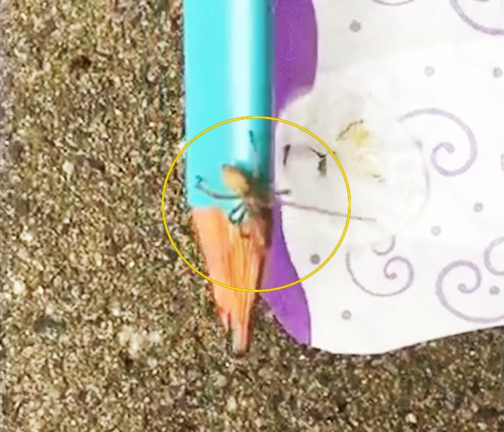 생리대 속 살아있는 거미의 끔찍한 모습(유튜브 영상 캡처)