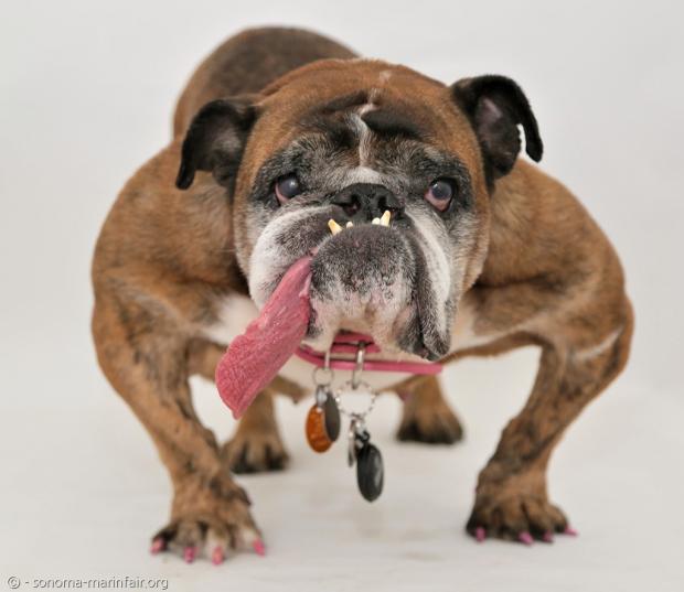 올해 세계에서 가장 못생긴 개로 선정된 잉글리시 불독 자자. 길게 빼문 분홍빛 혀가 분홍색 매니큐어, 분홍색 목줄과 조화를 이뤄, 자자의 매력을 한껏 뽐냈다.