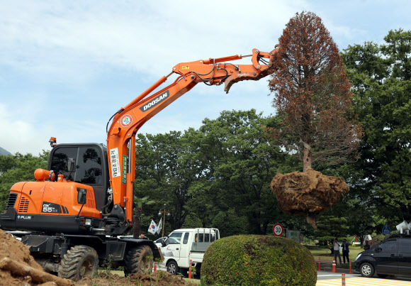 홍준표 기념식수 뽑혔다