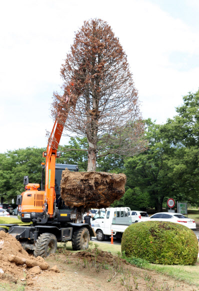 홍준표 기념식수 뽑혔다