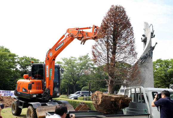 뽑히는 홍준표 기념식수