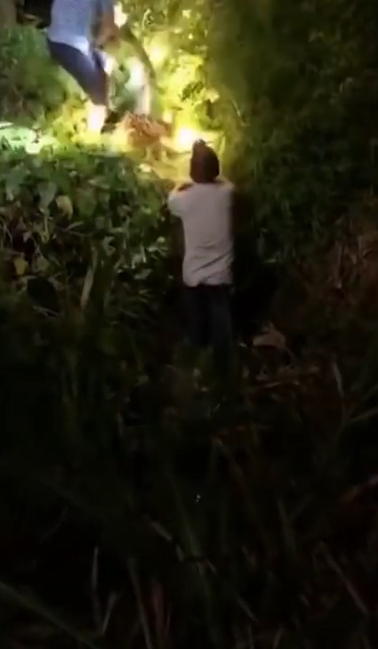 한 마을 주민의 애완견을 삼킨 왕 비단뱀이 주민의 ‘노력’으로 다시 내뱉는 놀라운 모습(유튜브 영상 캡처)