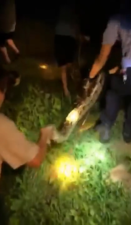 한 마을 주민의 애완견을 삼킨 왕 비단뱀이 주민의 ‘노력’으로 다시 내뱉는 놀라운 모습(유튜브 영상 캡처)