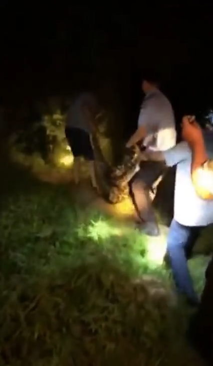 한 마을 주민의 애완견을 삼킨 왕 비단뱀이 주민의 ‘노력’으로 다시 내뱉는 놀라운 모습(유튜브 영상 캡처)