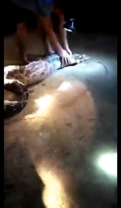 한 마을 주민의 애완견을 삼킨 왕 비단뱀이 주민의 ‘노력’으로 다시 내뱉는 놀라운 모습(유튜브 영상 캡처)