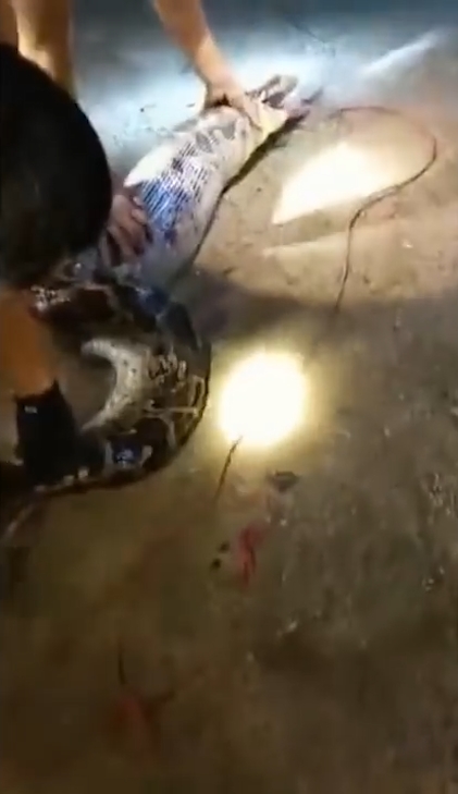 한 마을 주민의 애완견을 삼킨 왕 비단뱀이 주민의 ‘노력’으로 다시 내뱉는 놀라운 모습(유튜브 영상 캡처)