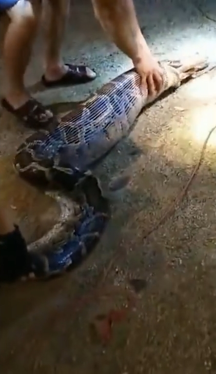 한 마을 주민의 애완견을 삼킨 왕 비단뱀이 주민의 ‘노력’으로 다시 내뱉는 놀라운 모습(유튜브 영상 캡처)