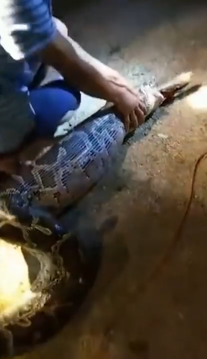 한 마을 주민의 애완견을 삼킨 왕 비단뱀이 주민의 ‘노력’으로 다시 내뱉는 놀라운 모습(유튜브 영상 캡처)