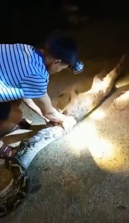 한 마을 주민의 애완견을 삼킨 왕 비단뱀이 주민의 ‘노력’으로 다시 내뱉는 놀라운 모습(유튜브 영상 캡처)