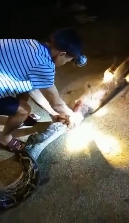 한 마을 주민의 애완견을 삼킨 왕 비단뱀이 주민의 ‘노력’으로 다시 내뱉는 놀라운 모습(유튜브 영상 캡처)