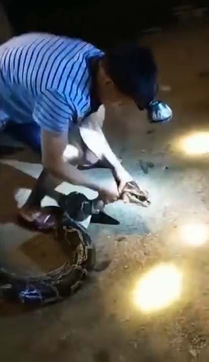 한 마을 주민의 애완견을 삼킨 왕 비단뱀이 주민의 ‘노력’으로 다시 내뱉는 놀라운 모습(유튜브 영상 캡처)