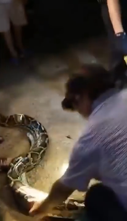 한 마을 주민의 애완견을 삼킨 왕 비단뱀이 주민의 ‘노력’으로 다시 내뱉는 놀라운 모습(유튜브 영상 캡처)