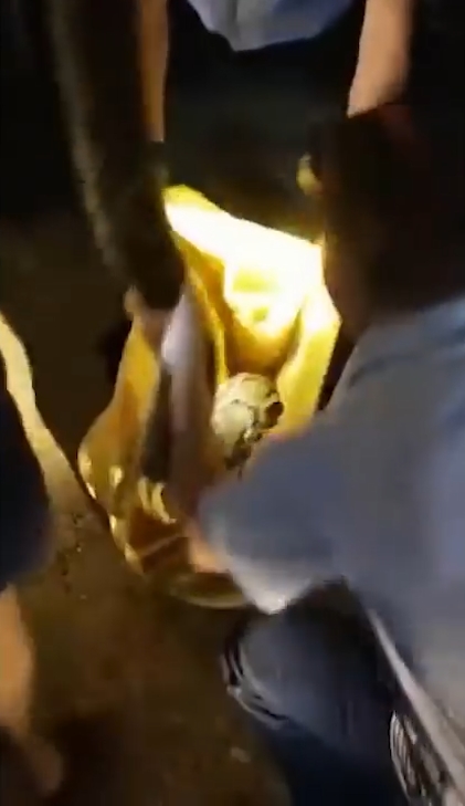 한 마을 주민의 애완견을 삼킨 왕 비단뱀이 주민의 ‘노력’으로 다시 내뱉는 놀라운 모습(유튜브 영상 캡처)