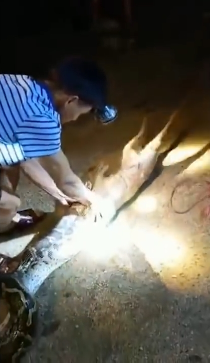 한 마을 주민의 애완견을 삼킨 왕 비단뱀이 주민의 ‘노력’으로 다시 내뱉는 놀라운 모습(유튜브 영상 캡처)