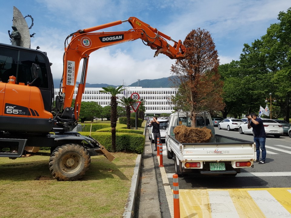 경남도 채무제로 기념나무 주목 제거