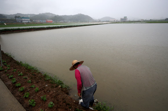 장맛비에 잠겨버린 논
