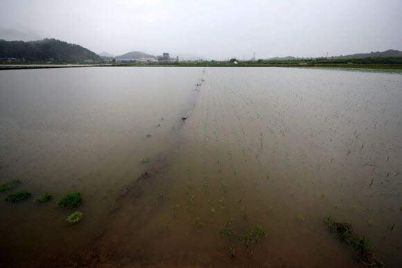 광주와 전남에 장맛비가 내린 28일 오전 나주시 이창동 들녘이 불어난 빗물에 잠겨 있다. 2018.6.28  연합뉴스