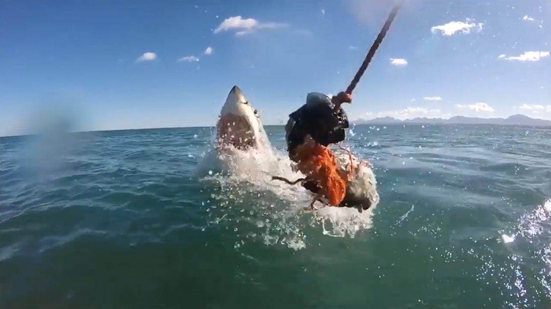남아프리카 해안에서 포착된 거대 백상어의 생생한 수면 부상 모습(유튜브 영상 캡처)