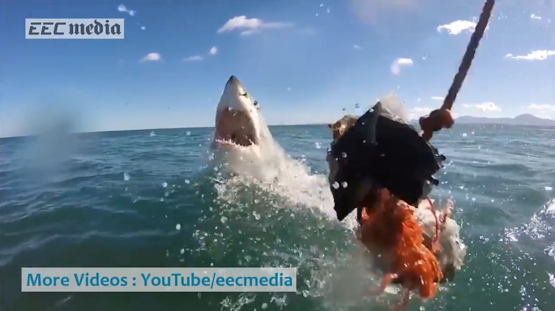 남아프리카 해안에서 포착된 거대 백상어의 생생한 수면 부상 모습(유튜브 영상 캡처)