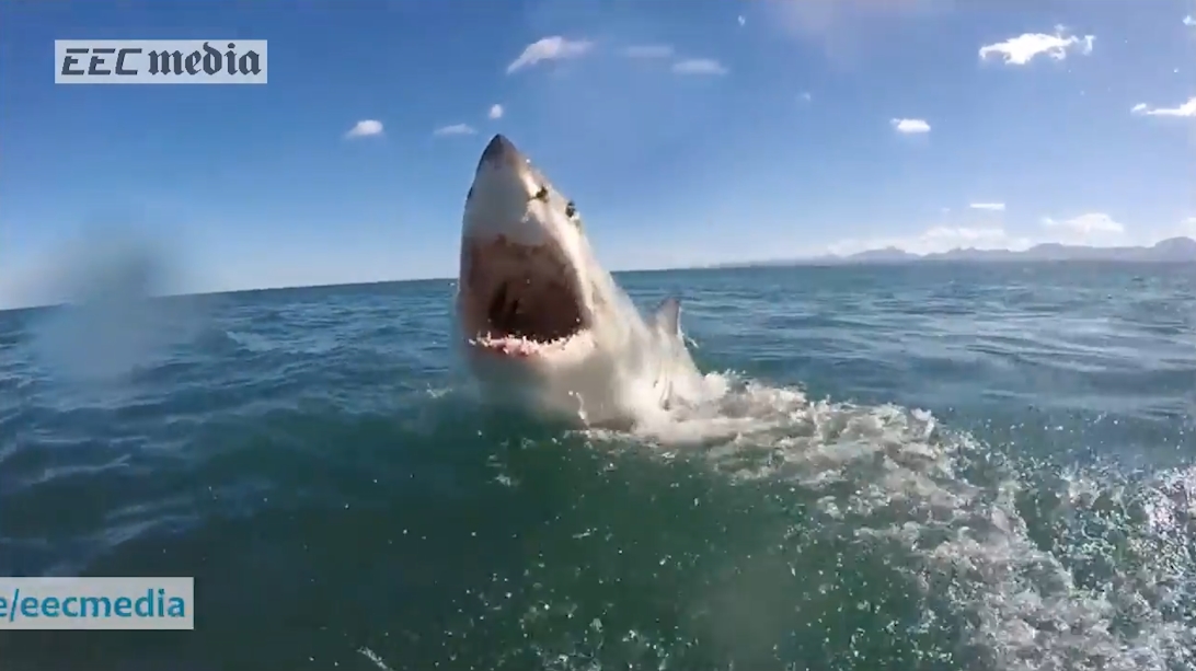 남아프리카 해안에서 포착된 거대 백상어의 생생한 수면 부상 모습(유튜브 영상 캡처)