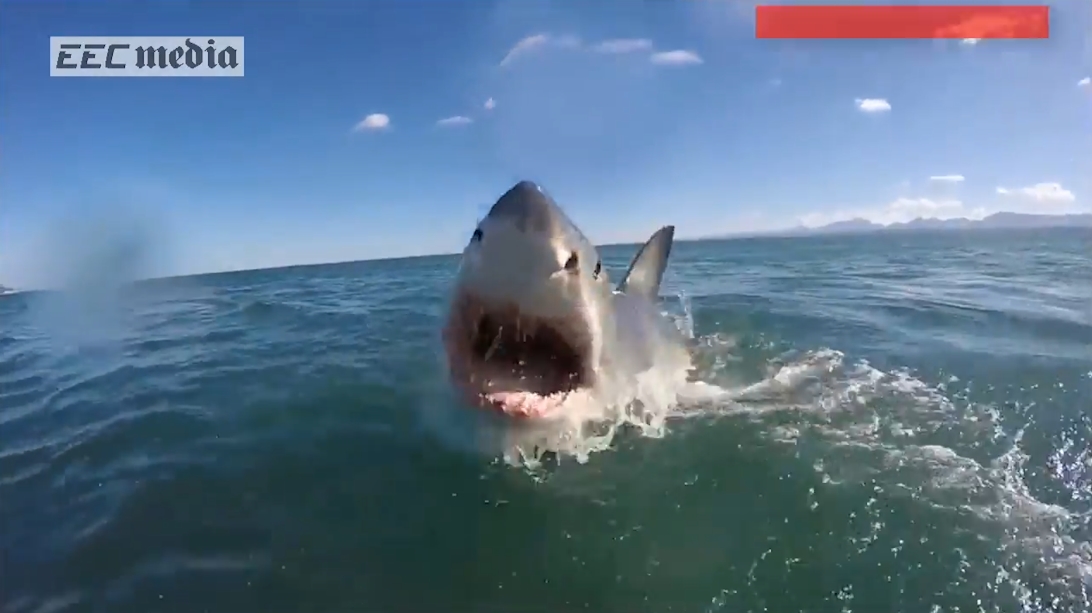 남아프리카 해안에서 포착된 거대 백상어의 생생한 수면 부상 모습(유튜브 영상 캡처)