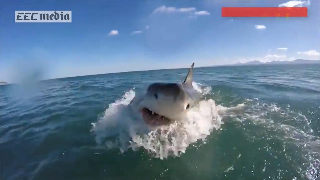 남아프리카 해안에서 포착된 거대 백상어의 생생한 수면 부상 모습(유튜브 영상 캡처)