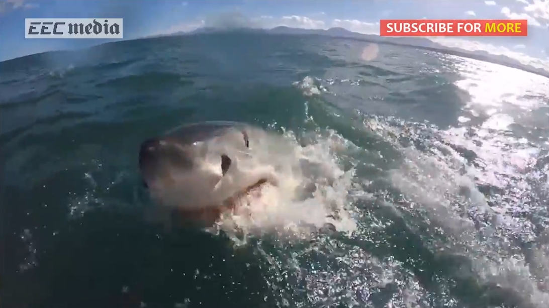 남아프리카 해안에서 포착된 거대 백상어의 생생한 수면 부상 모습(유튜브 영상 캡처)