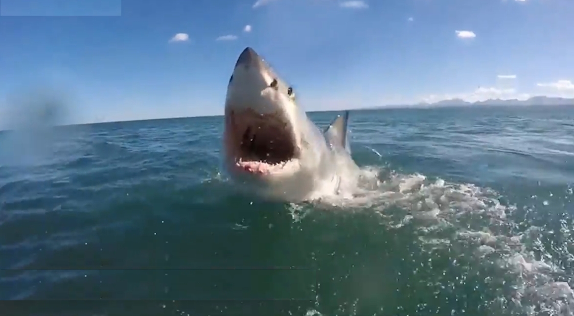 남아프리카 해안에서 포착된 거대 백상어의 생생한 수면 부상 모습(유튜브 영상 캡처)
