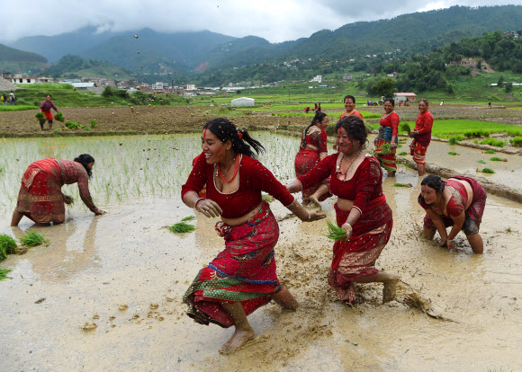 네팔의 젊은이들이 29일(현지시간) 카트만두 외곽의 레 마을(Lele village)의 논에서 즐거운 시간을 보내고 있다. 네팔의 농부들은 매년 모내기 시즌이 시작되면 ‘National Paddy Day’를 기념하고 있다. AFP 연합뉴스