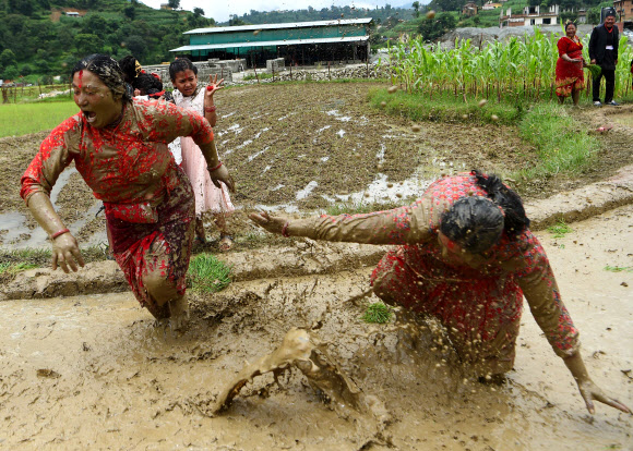 네팔의 젊은이들이 29일(현지시간) 카트만두 외곽의 레 마을(Lele village)의 논에서 즐거운 시간을 보내고 있다. 네팔의 농부들은 매년 모내기 시즌이 시작되면 ‘National Paddy Day’를 기념하고 있다. AFP 연합뉴스
