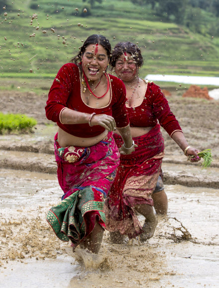 네팔의 젊은이들이 29일(현지시간) 카트만두 외곽의 레 마을(Lele village)의 논에서 즐거운 시간을 보내고 있다. 네팔의 농부들은 매년 모내기 시즌이 시작되면 ‘National Paddy Day’를 기념하고 있다. EPA 연합뉴스